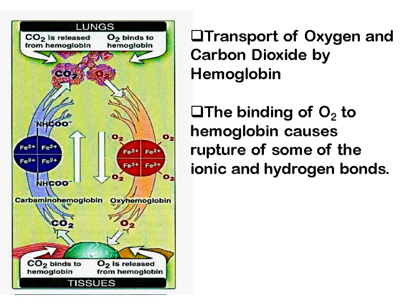 Transport of Oxygen and Carbon Dioxide by Hemoglobin  The binding of O2 to